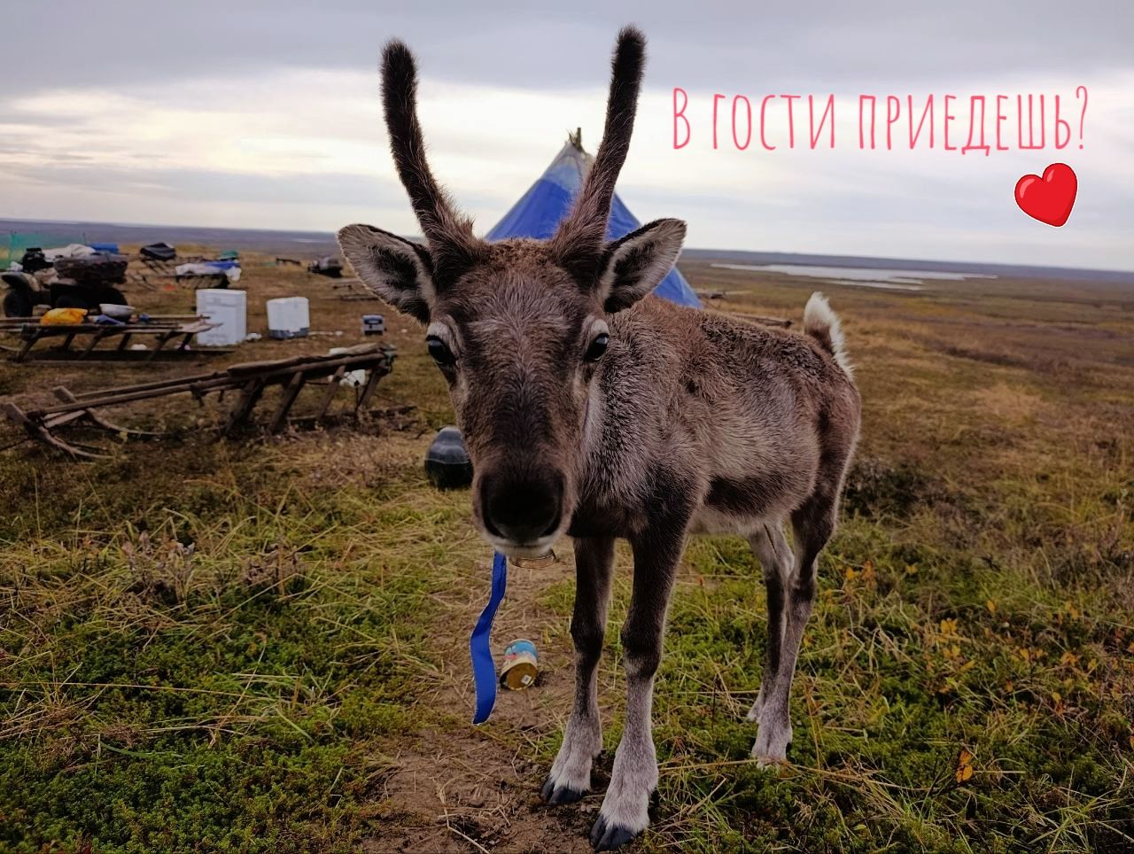 Отметить День туризма по-особому, можно уже через 5 дней. Садимся в лодку, летим по Печоре, потом пе