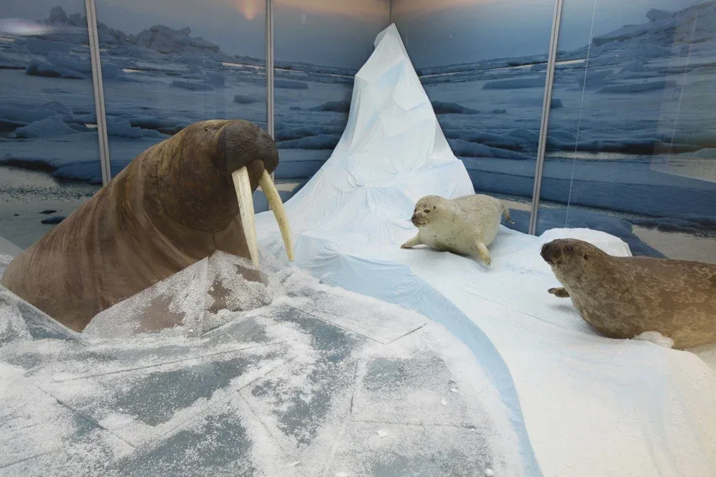 Музейное объединение Ненецкого автономного округа